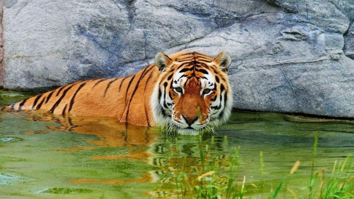 Странные у вас в Китае лягушки...