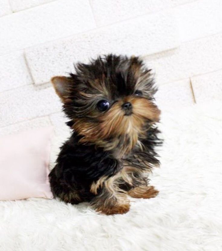 Источник фото Яндекс Картинки 