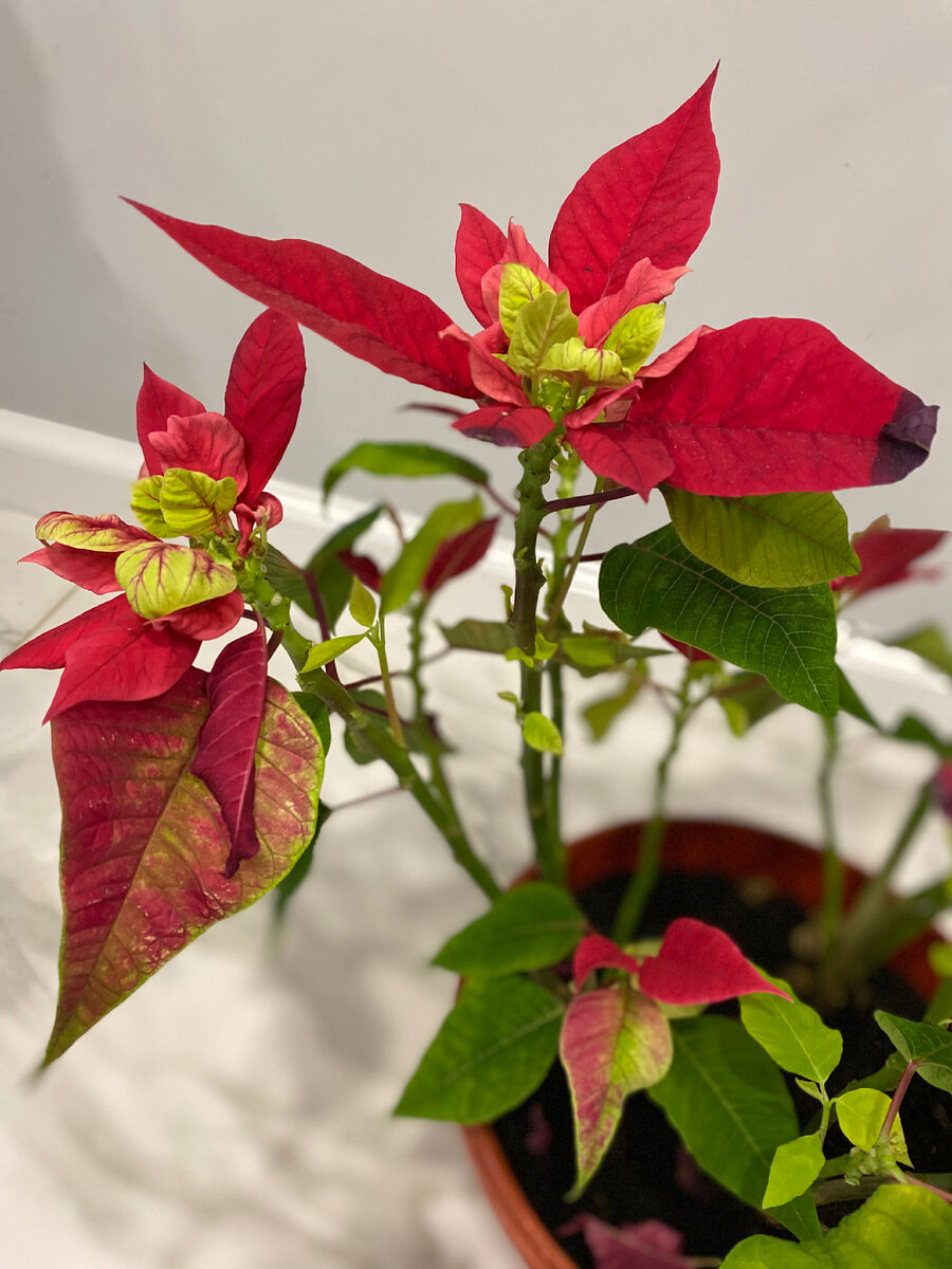 В середине января она начала активно набирать новую листву 