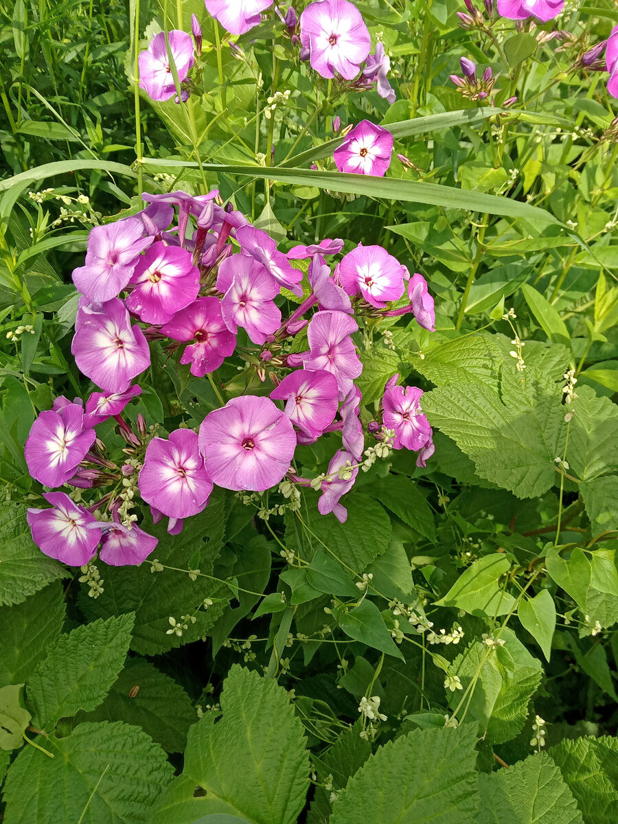 Этот сорт был на фото голубоватым, но живьем- больше сиреневый