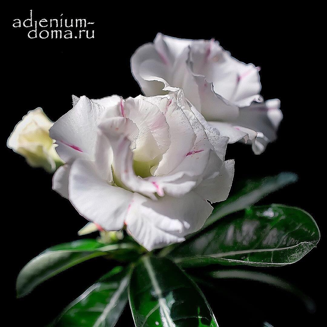 Цветение гибридного адениума из семян