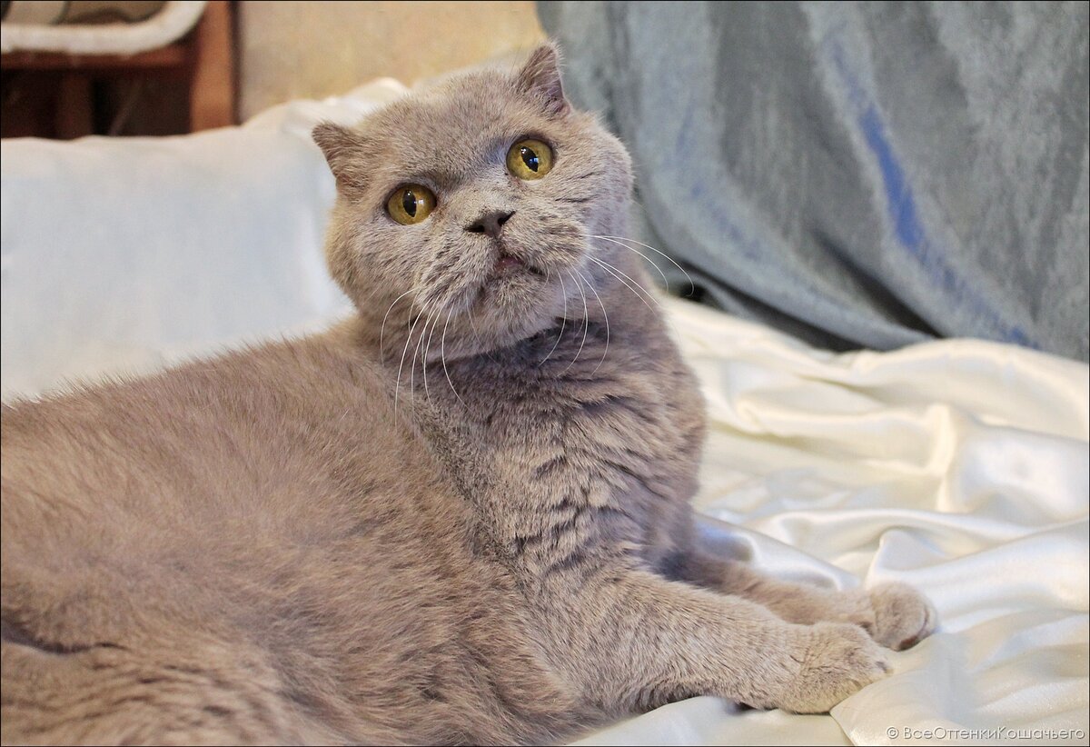 © ВСЕ ОТТЕНКИ КОШАЧЬЕГО. Кот Тоша 🐱
