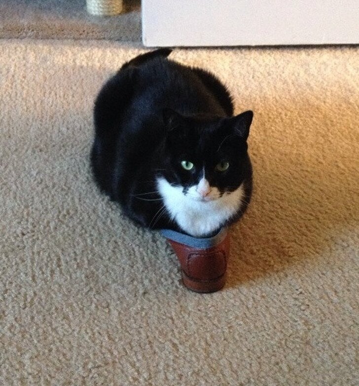 Не верите, что коты — жидкость? Несколько забавных фотопруфов этой ...