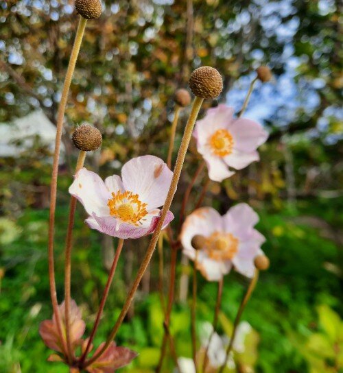 27 сентября. Анемона еще цветет!