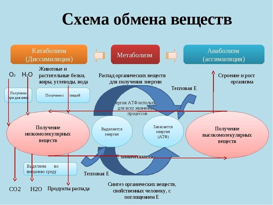 5 лайфхаков для улучшения метаболизма