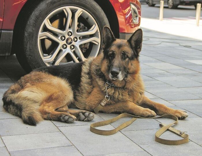 Мухтар. Фото: кадр из сериала