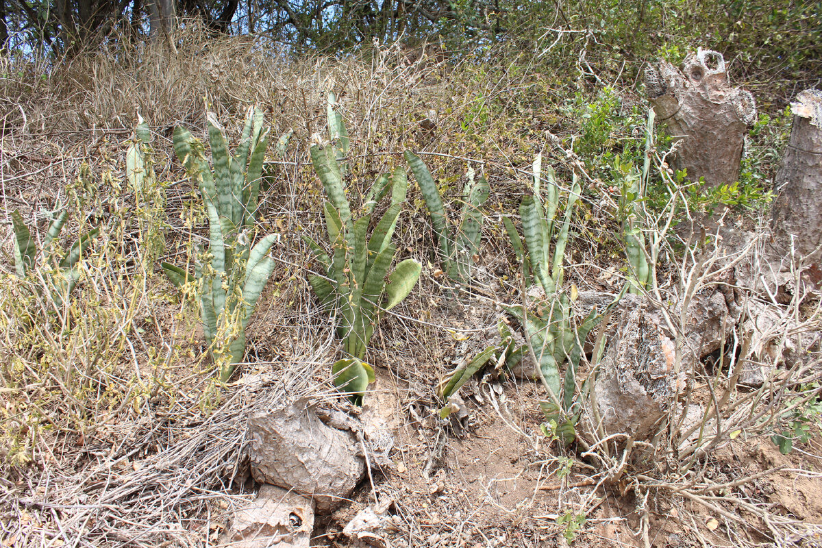 Сансевиерия в природе. Да, это одно растение!