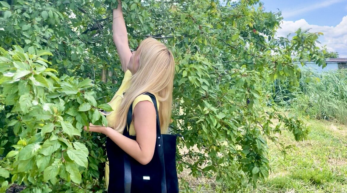 Добываю алычу