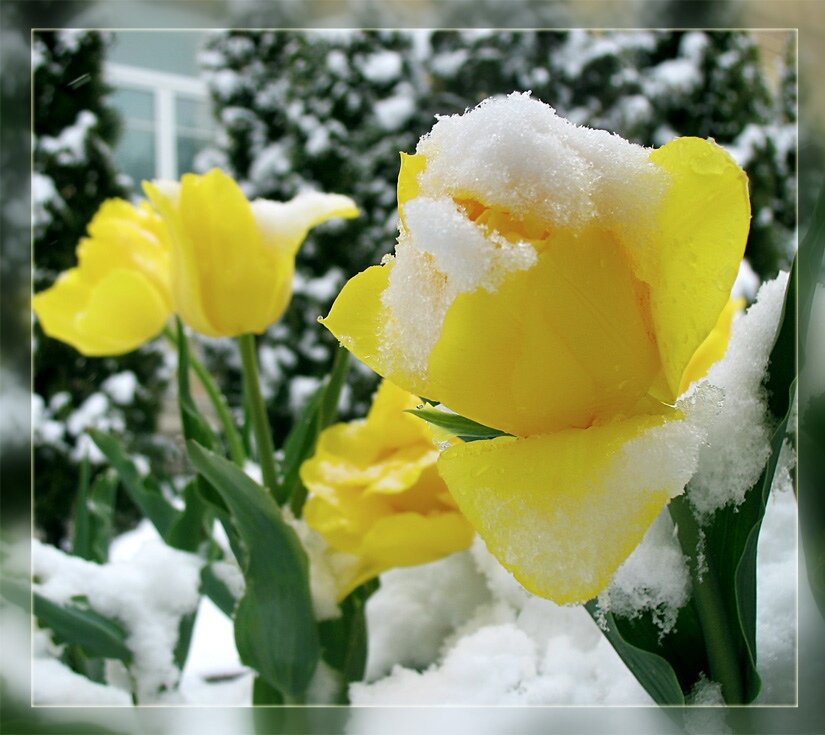 Боятся ли тюльпаны мороза. Желтые розы на снегу. Желтые цветы на снегу. Желтые тюльпаны в снегу. Зимние тюльпаны.