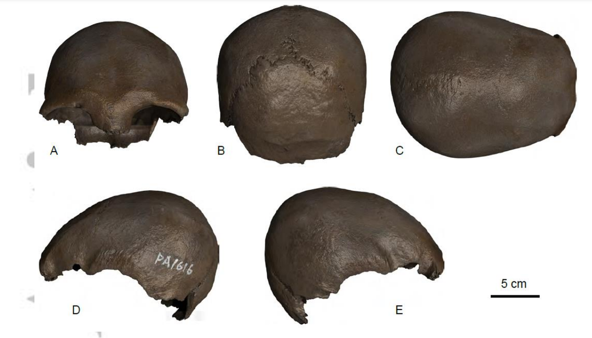 Череп Сунхуацзян II.