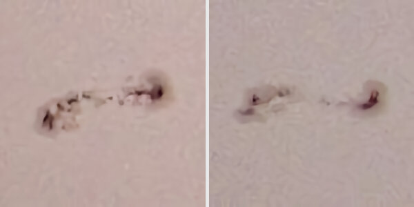 Фото: Jan Hattenbach / Twitter📷
