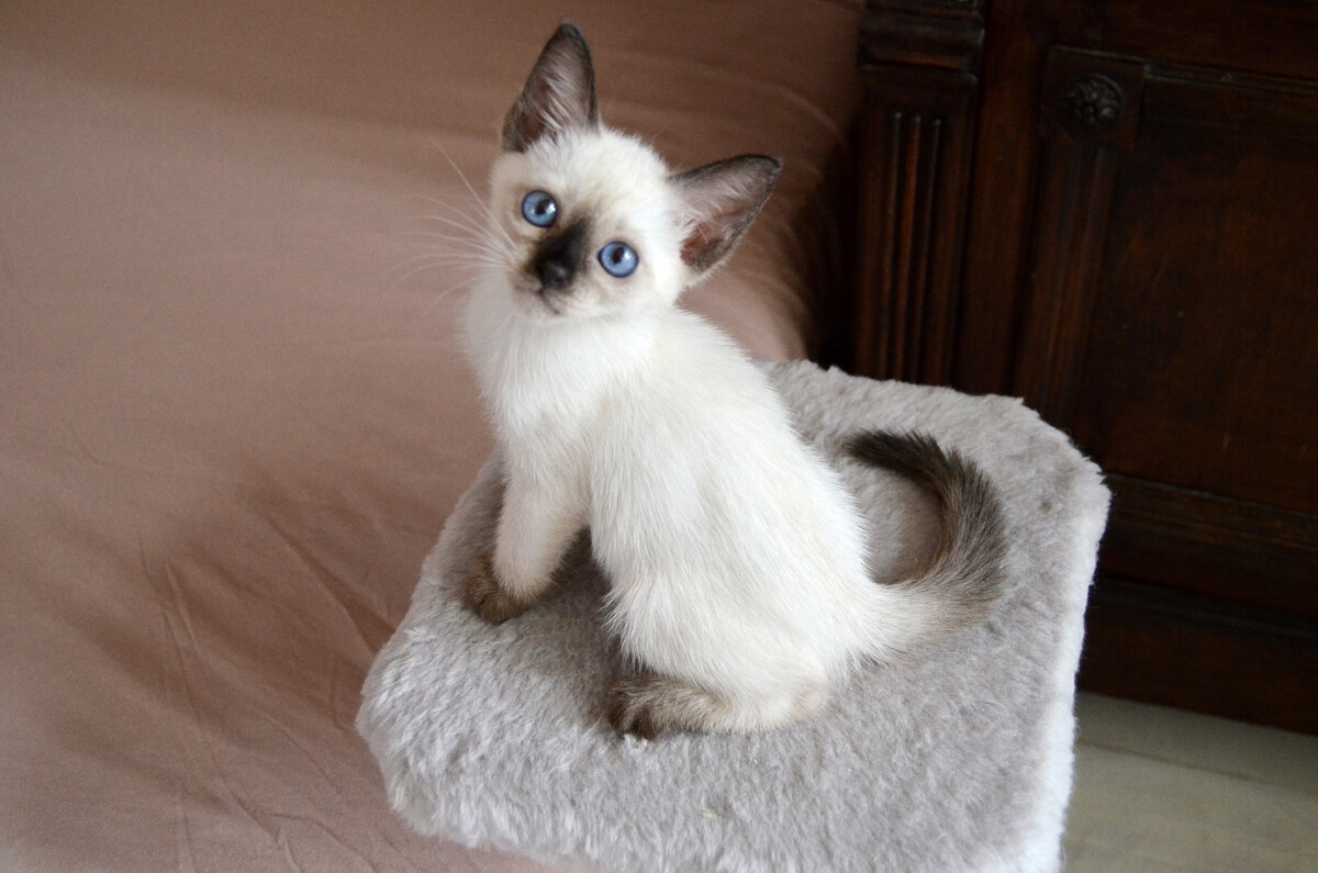 Котенок сил пойнт