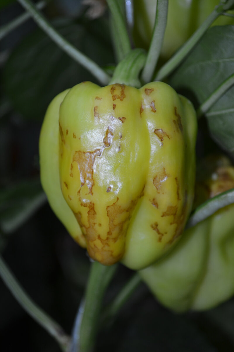 Некрозы, возможная реакция на вирусы