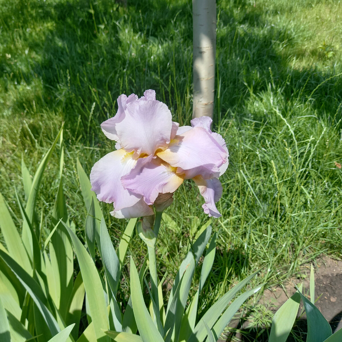 эта лунка в этом году пострадала - из-за слишком низкой посадки куста ирисов в целом ее все время при поливе заливало водой - это тоже очень нежелательно для ирисов