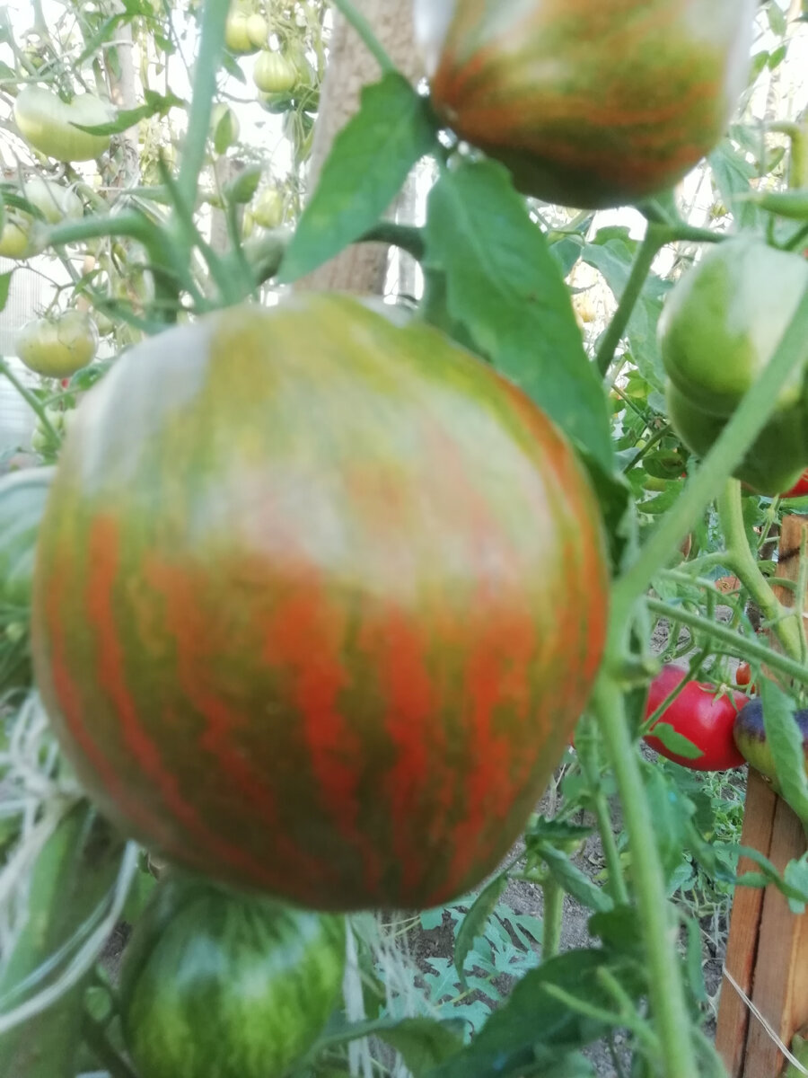 Rebel starfighter prime томат. Сорт томата сердце марши. Помидоры сердце марши. Томат сердце марши описание сорта. Томат сердце марши.