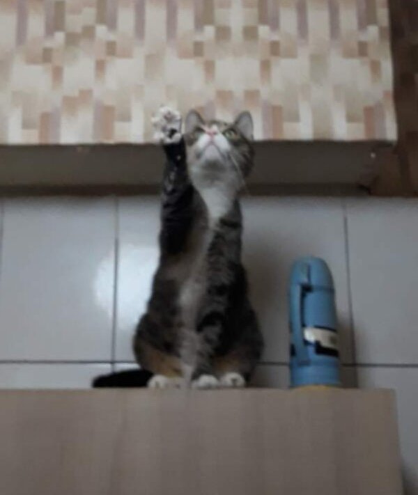 Скотч терьеры всех стран, объединяйтесь! Я приведу вас к успеху!