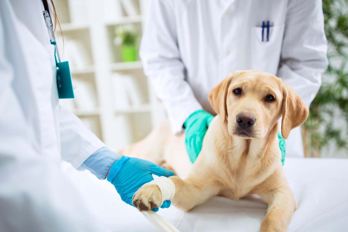 как обезболить собаку