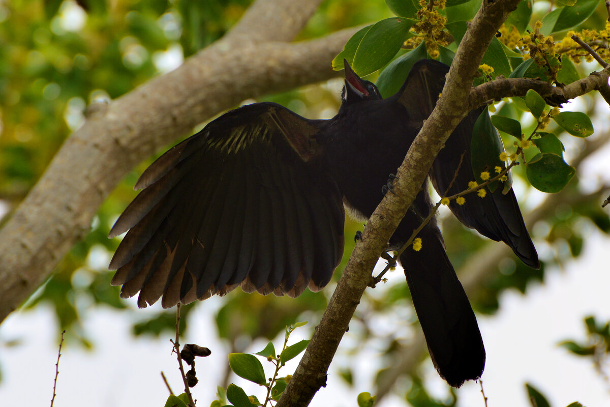 Новокаледонский ворон. Вороны Corvus moneduloides. Новокаледонский ворон умнейшая птица.