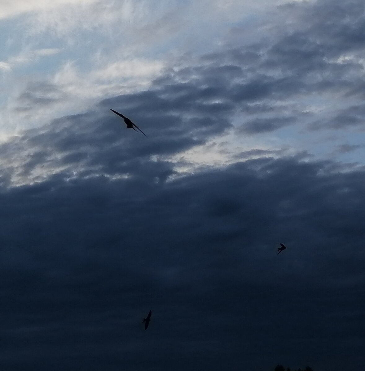 Фото авторов канала "Стрижи"