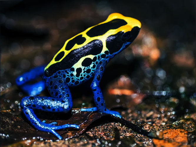 Пятнистый древолаз или древолаз-красильщик