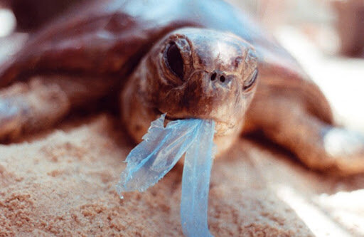 Когда еда действительно убивает