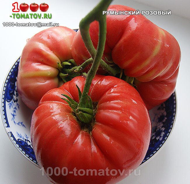 Румынский розовый  Romanian Pink фото 2