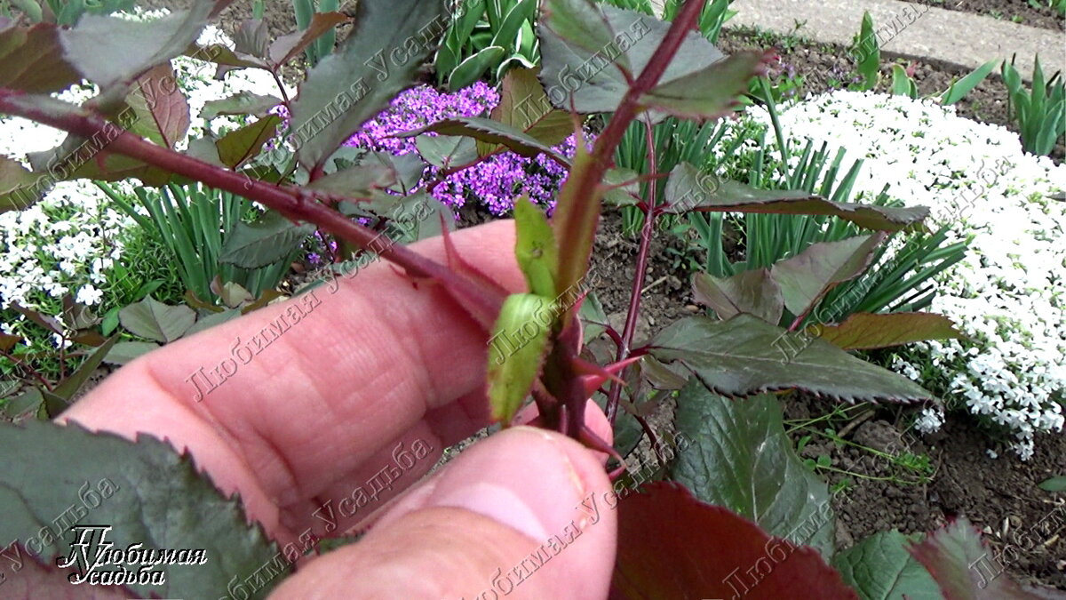 слепой побег на розе