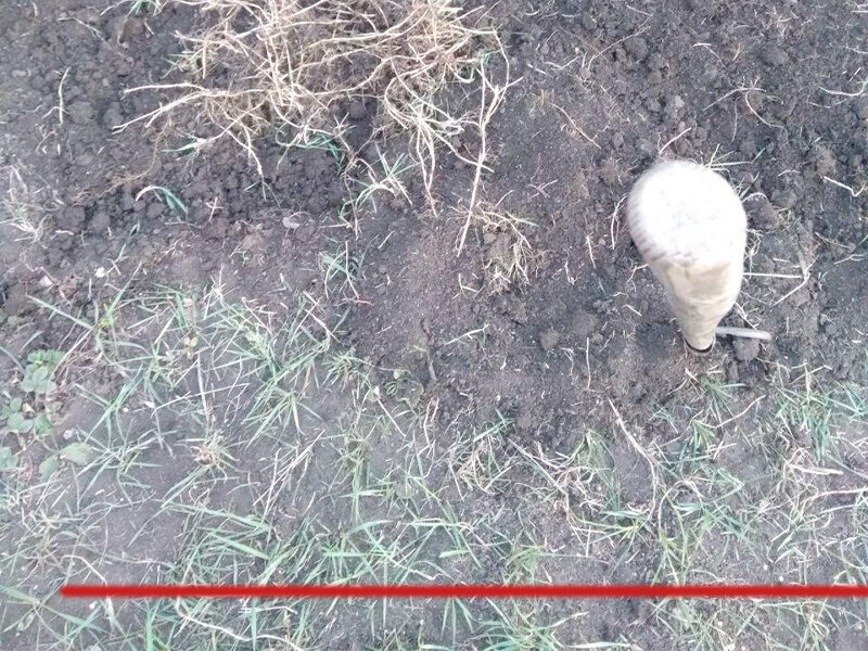 Обратите внимание, что зеленой травы на поверхности почвы не так уж и много
