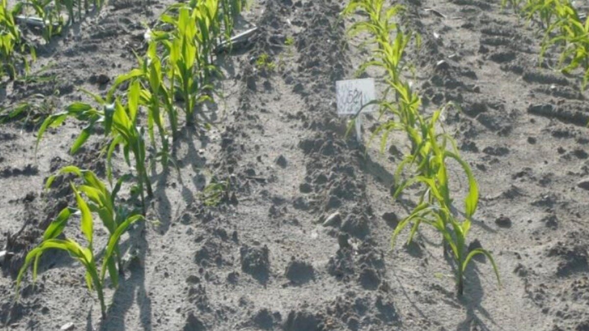 Рассада кукурузы. Почва для кукурузы. Всходы пшеницы. Всходы кукурузы. Подготовка почвы для посадки кукурузы.