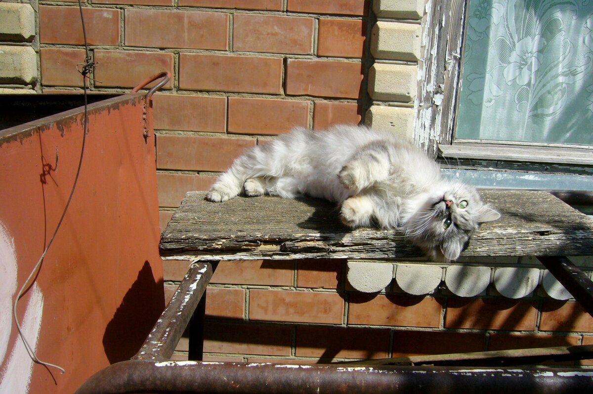 Что ждёт завтра, никто не ответит. 
И меняется мир иногда.
Только кошки должны жить на свете.
Только кошки должны быть всегда.