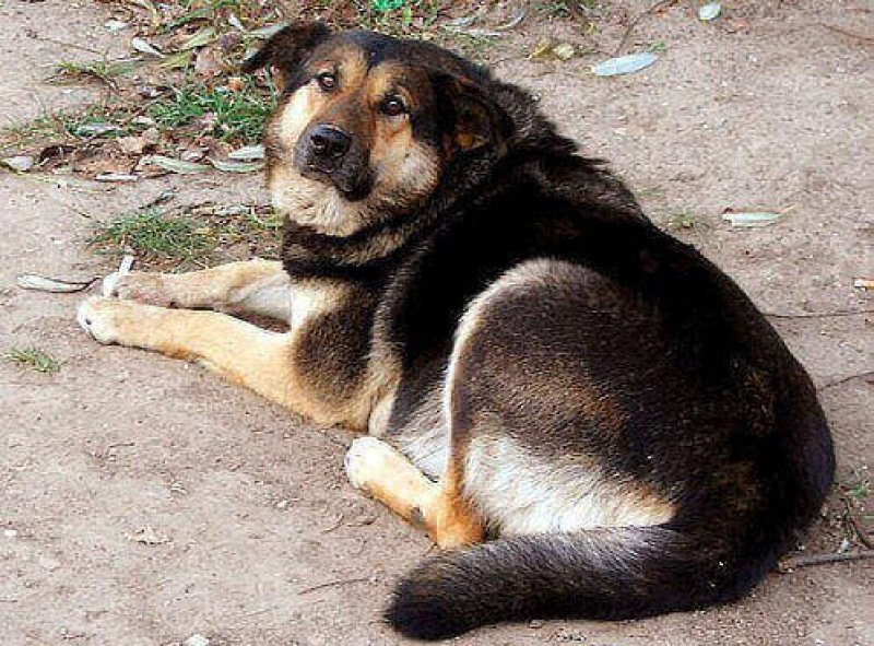 милый песик да ?