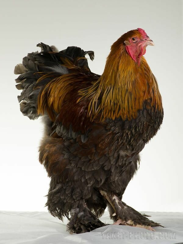 Гуден рояль чикен. Фото с pinterest.com.au