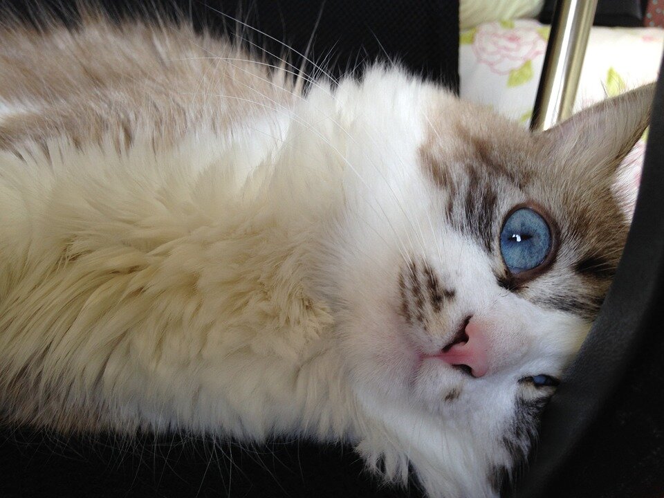 Какого кота фото