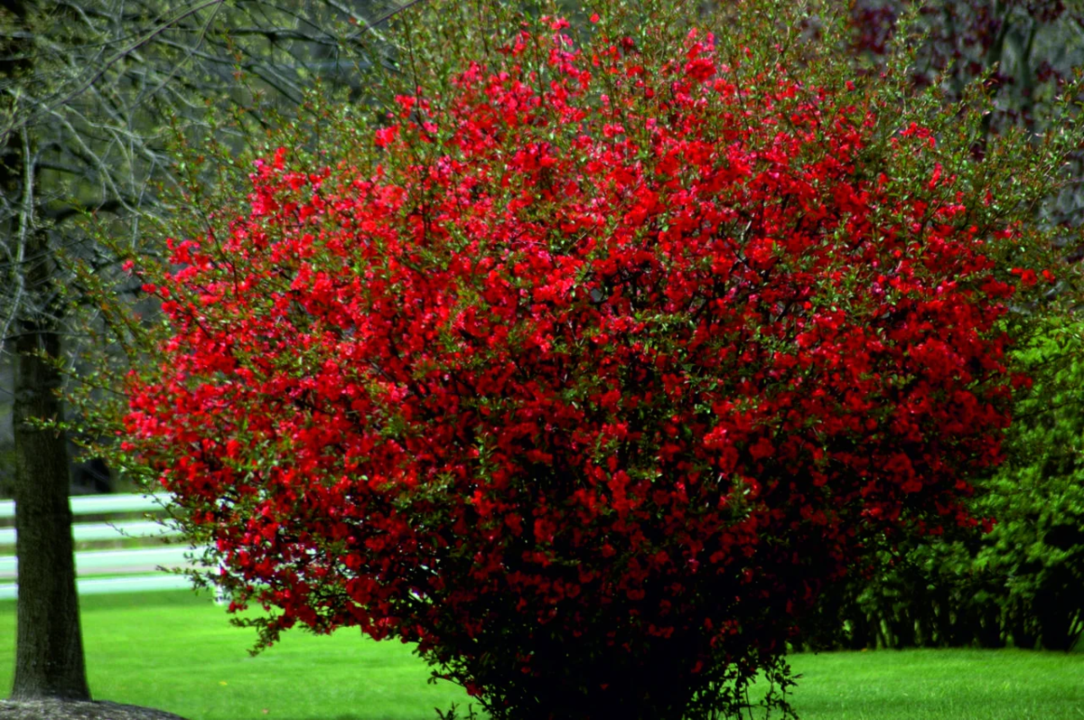 Айва японская Chaenomeles japonica. Айва (хеномелес) японская. Хеномелес японская айва кустарник. Хеномелес Техас Скарлет.