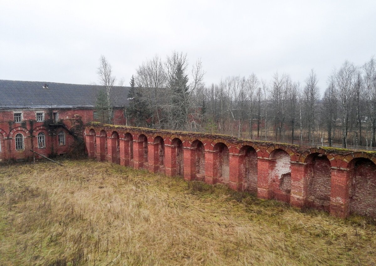 Медведь новгородская область