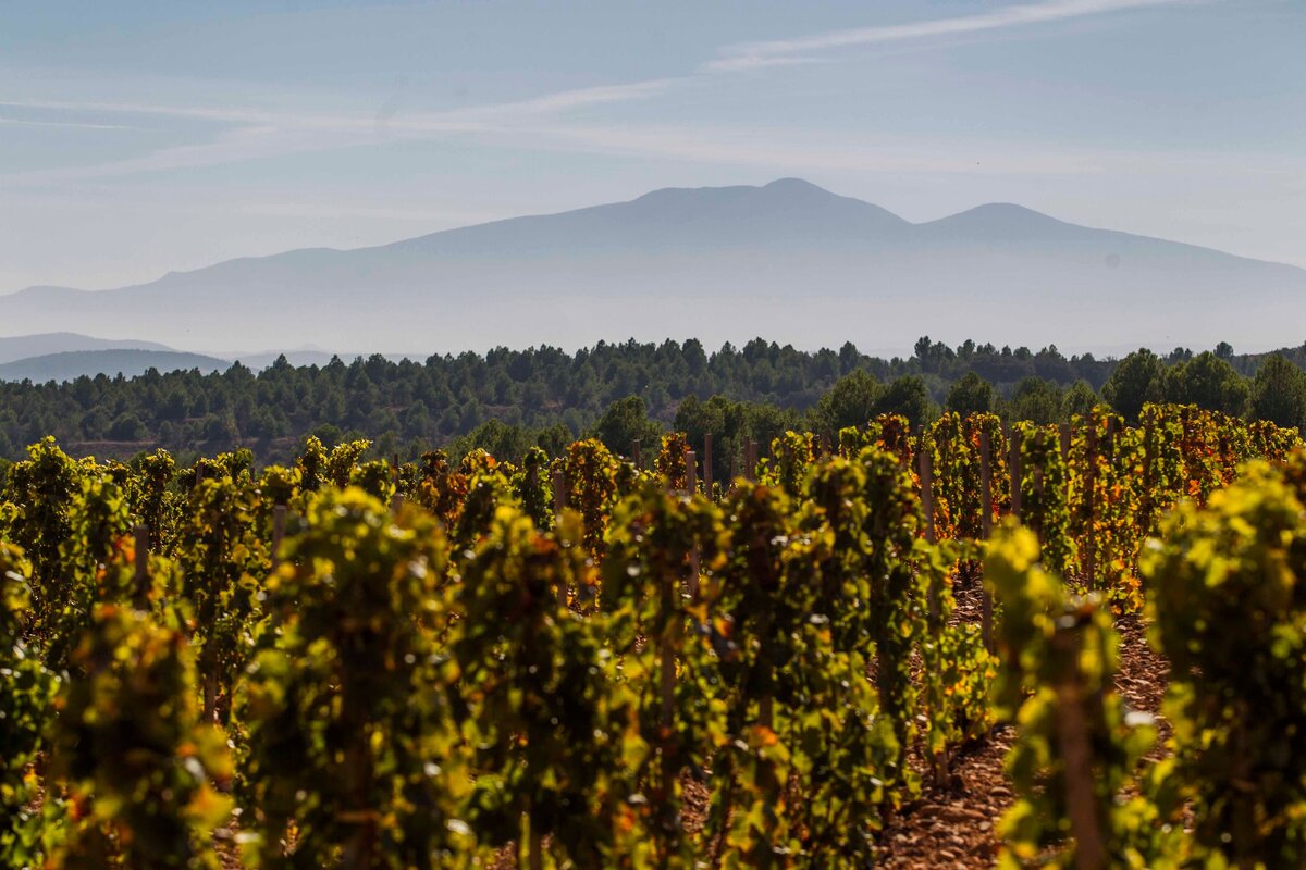 Виноградники в окрестностях Alfaro в субрегионе Rioja Oriental