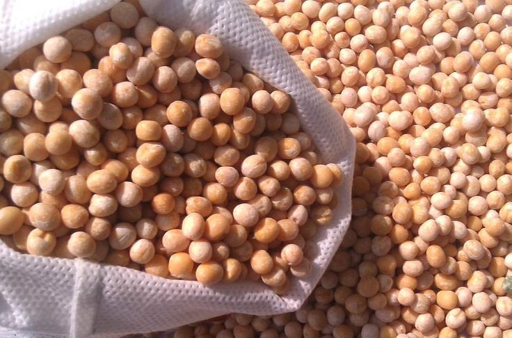 Лущильный горох