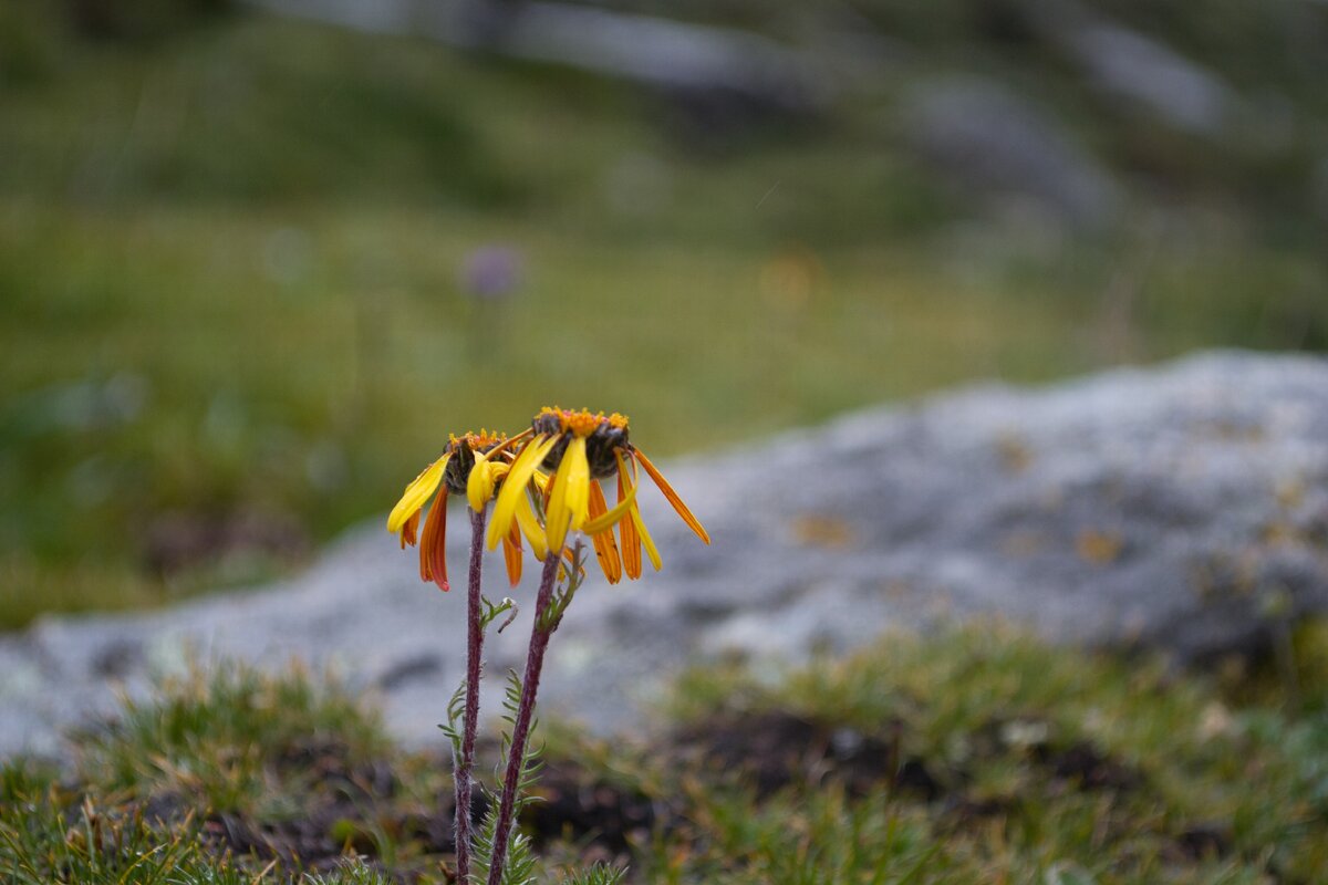 Не знаю, как называются эти цветы