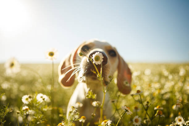 Spring