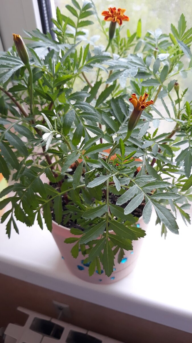 Бархатцы вымахали за 2 месяца ого-го какие, и собираются цвести на "самоизолированном" подоконнике). И оранжевые, и желто-красные)