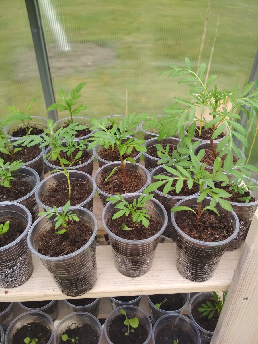 Красотки дожидаются теплых дней в теплице, чтобы переехать на огород.