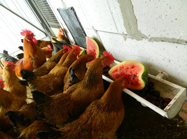 Фотография взята из источника moyhozdvor.ru