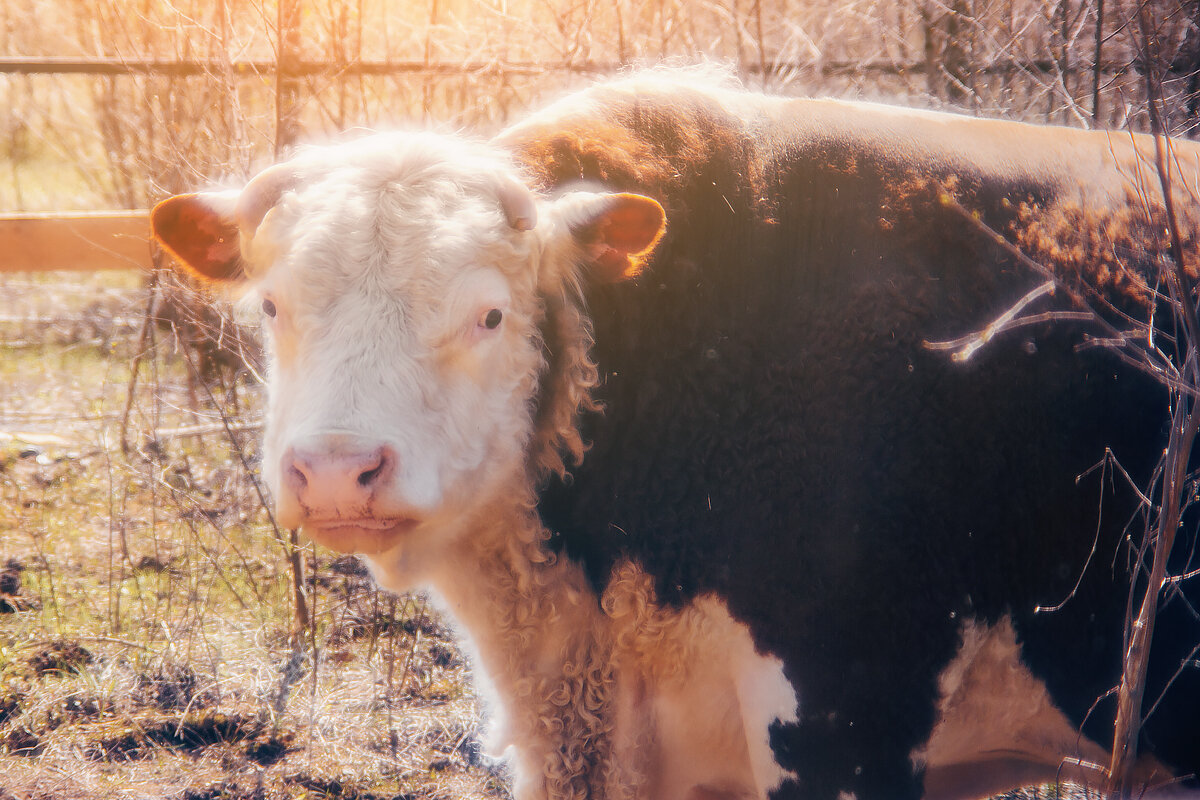 Подписывайтесь на канал и ставьте лайки - так вы поможете развитию канала и не потеряете нашу семейку 
