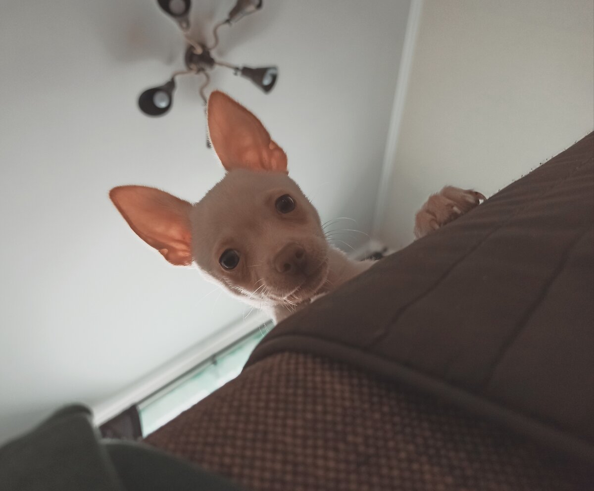 Чихуахуа - любопытная и очень обучаемая собака 