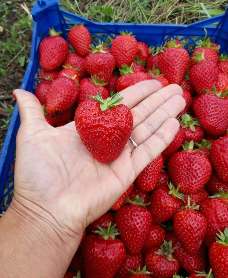 Вот такие крупные, сочные и сладкие.