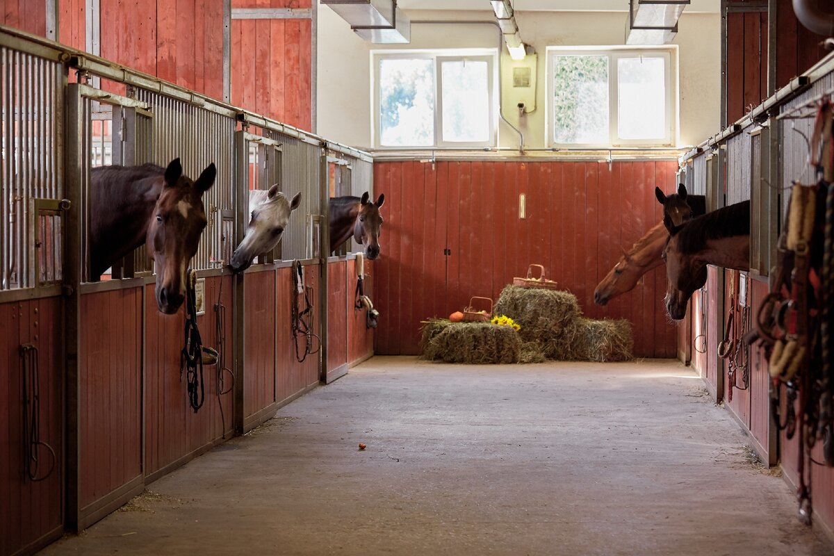 Московский конный завод №1