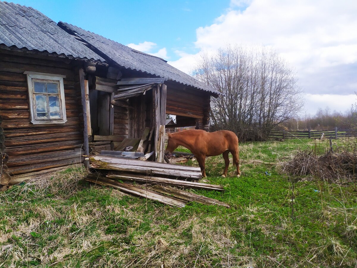 Как лошади едят заброшенные деревенские дома (без шуток)