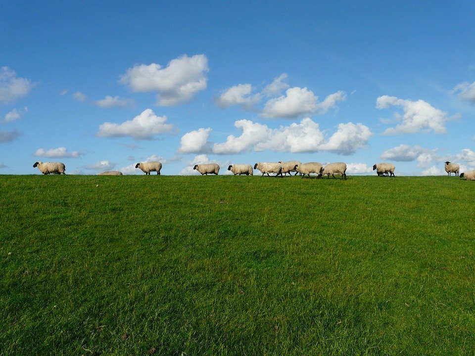 https://cdn.pixabay.com/photo/2012/09/22/03/36/sheep-57706_960_720.jpg