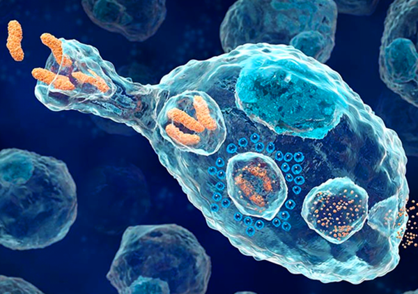 Макрофаг поглощает бактерии