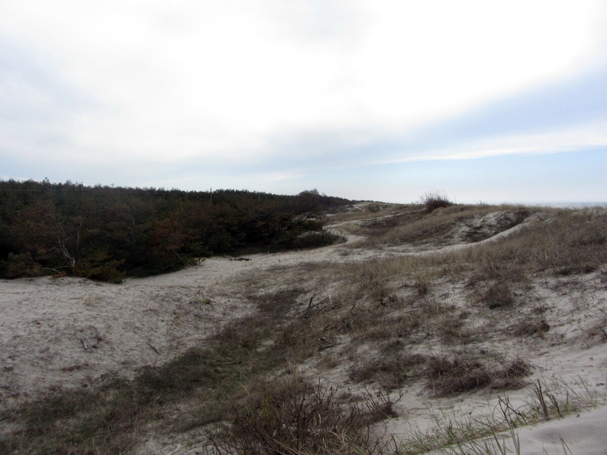 Граница леса и авандюна.